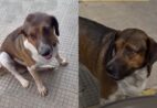 Ajude a encontrar o “Grandão”: cachorro some após acompanhar caminhada em Castelo