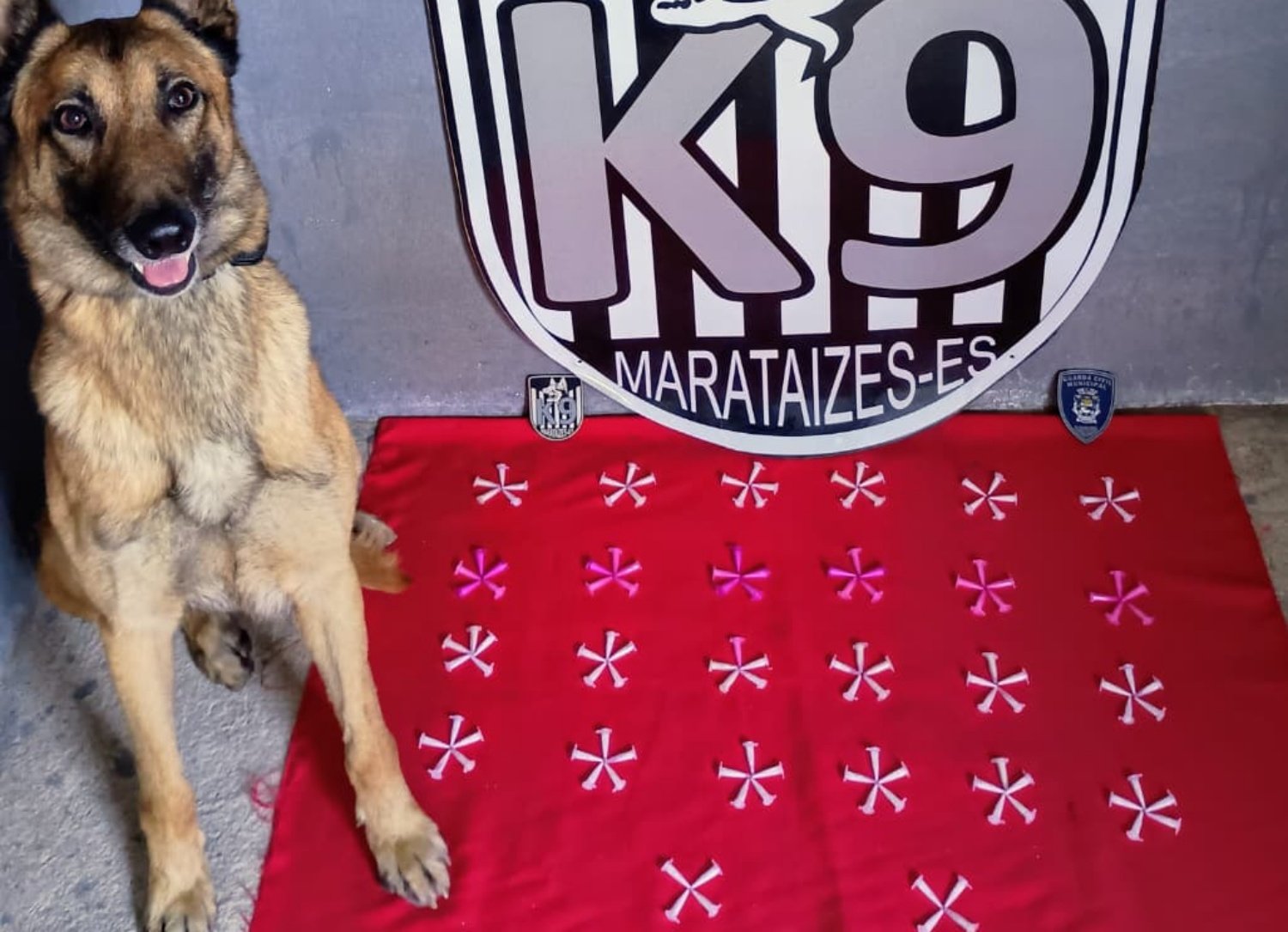 guarda civil municipal k9