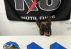 Cadela policial localiza maconha enterrada em Guaçuí