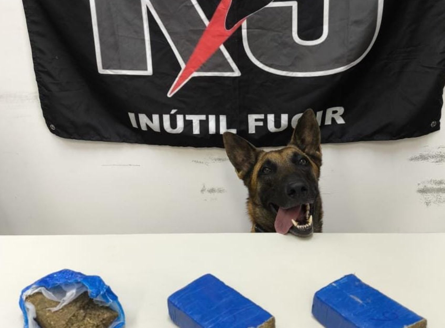 k9 cadela policial
