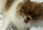 Cadê o “Luke”? Família de Cachoeiro pede ajuda para encontrar cãozinho desaparecido