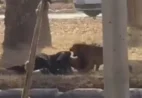 VÍDEO | Mulher é brutalmente atacada por 6 cães de rua