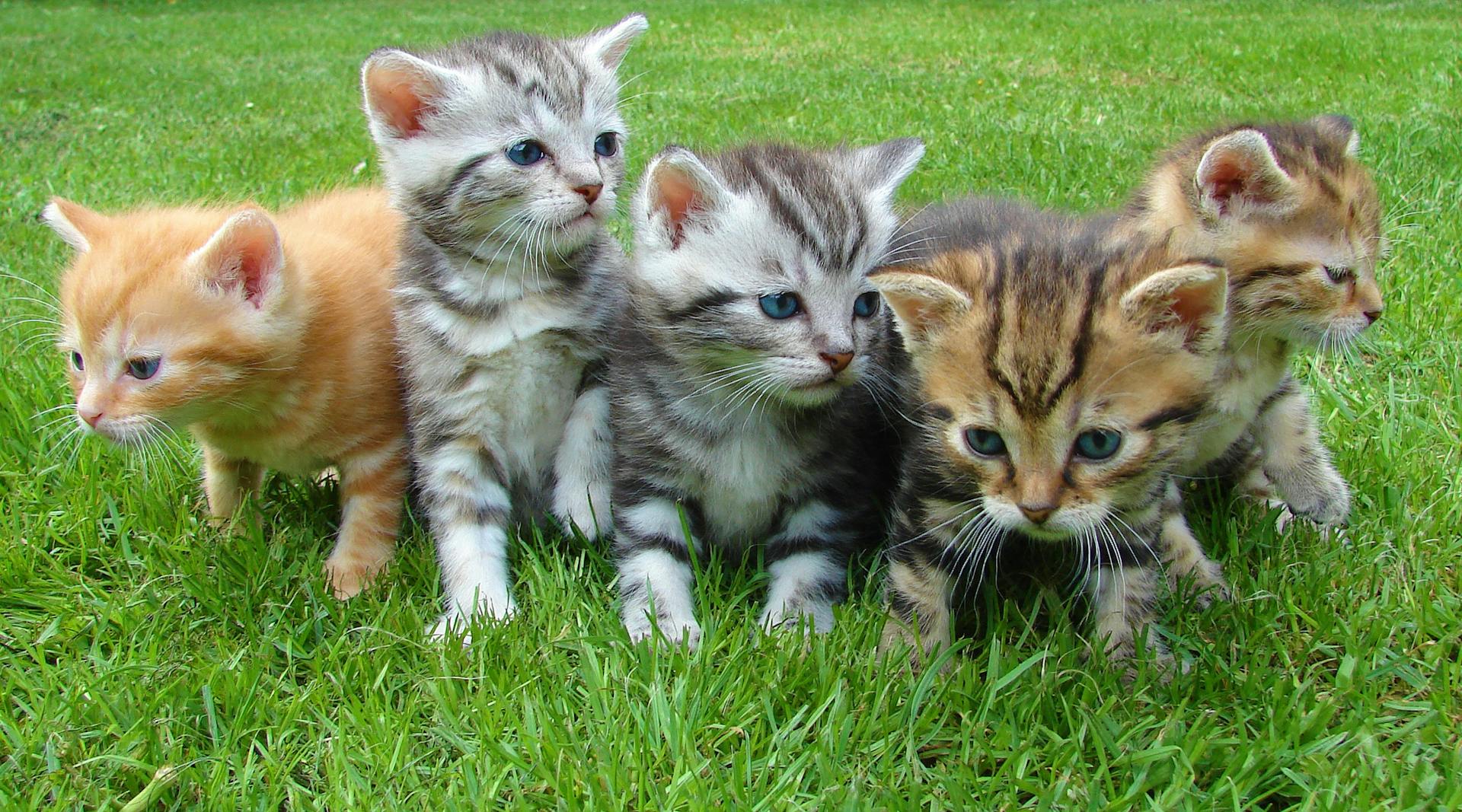 A foto mostra gatos no Dia Internacional deles.
