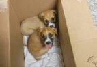 Polícia Civil pede ajuda para identificar suspeita de abandonar cachorros no ES