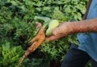 ES quer dobrar compras da agricultura familiar em quatro anos