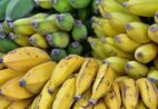 Nanossachê biodegradável retarda amadurecimento de bananas