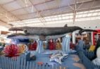 O ‘Fantástico Mundo Marinho’ encanta Vila Velha com entrada gratuita