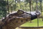 VÍDEO | Jacaré é encontrado dentro de bueiro na Serra