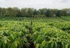 Potencial da safra brasileira de café 2026 dependerá do clima