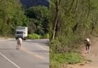 VÍDEO | Animais soltos em rodovia colocam motoristas em risco em Castelo