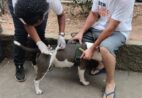 Cachoeiro realiza campanha de vacinação antirrábica a partir deste sábado (20)