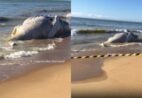 VÍDEO | Baleia é encontrada morta em praia de Marataízes