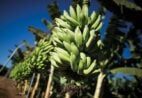 ES celebra crescimento da produção e relevância econômica da banana