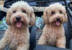 Tutores procuram por cachorro desaparecido em Cachoeiro