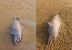 VÍDEO | Boto-cinza é encontrado morto em praia de Marataízes