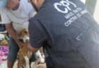 CPI apura denúncia de maus-tratos a cães em Rio Novo do Sul