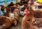 Preço do frango recua em agosto e insumos pressionam avicultores