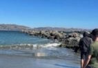 Peixe raro de quase 2 metros encalha em praia; veja foto (imagem impressionante)