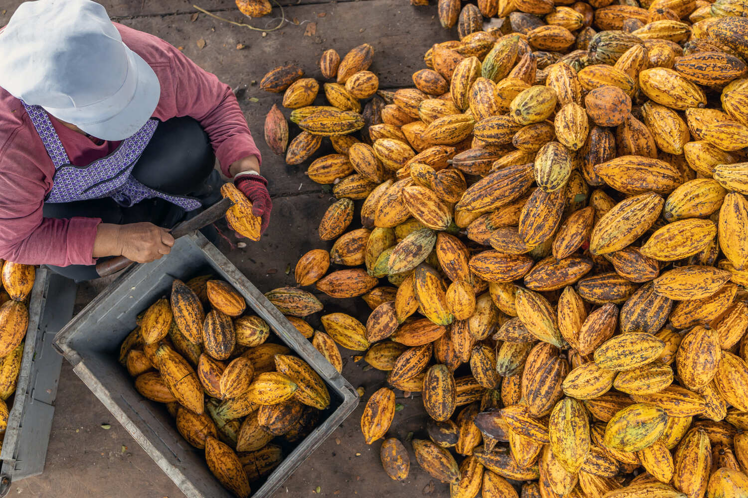 Produtora preparando o cacau do agroturismo no ES