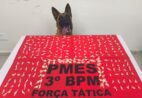 Boa, Alga! Cadela da PM encontra quase 250 pedras de crack em Guaçuí
