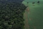 Povos indígenas e movimentos sociais vão à COP30 em defesa da Amazônia