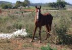 Após três dias no sol, cavalo é resgatado em situação de maus-tratos em Cachoeiro