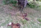 Fato raro: vaca dá à luz a bezerros trigêmeos no Sul do ES