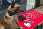 Loke em ação! Cão da Guarda Municipal encontra drogas em Marataízes