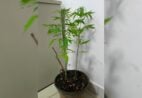 Mulher é detida por cultivar pés de maconha dentro de casa em Vargem Alta