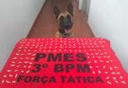 K9 Alga apreende mais de 150 pedras de crack em Guaçuí
