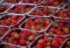 Alegre aplica mais de 100% dos recursos do PNAE na agricultura familiar
