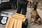 Zack, o primeiro cão farejador do DEHPP no ES, morre de câncer