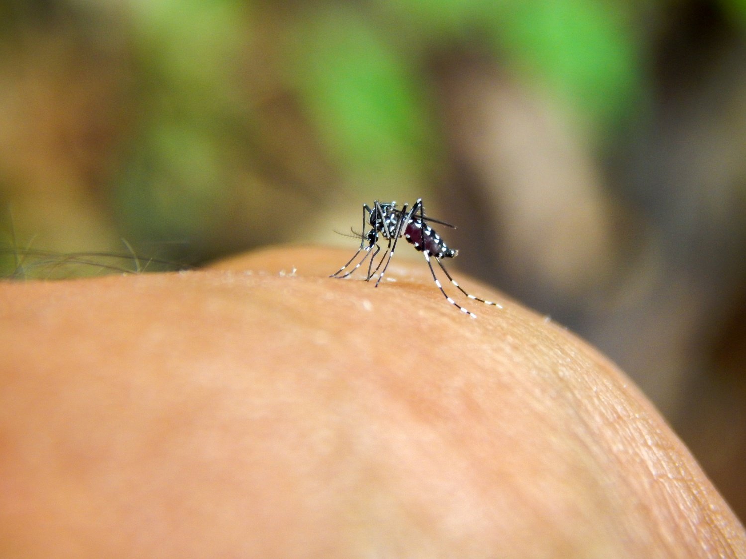 carro fumacê alegre aedes aegypti