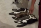 Polícia prende suspeitos de envolvimento na venda ilegal de sangue de gatos