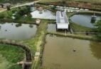 Piscicultura: produção de tilápias salta de 25 para 400 toneladas em Muniz Freire