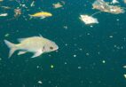 Aquecimento global aumenta toxicidade de microplásticos em peixes