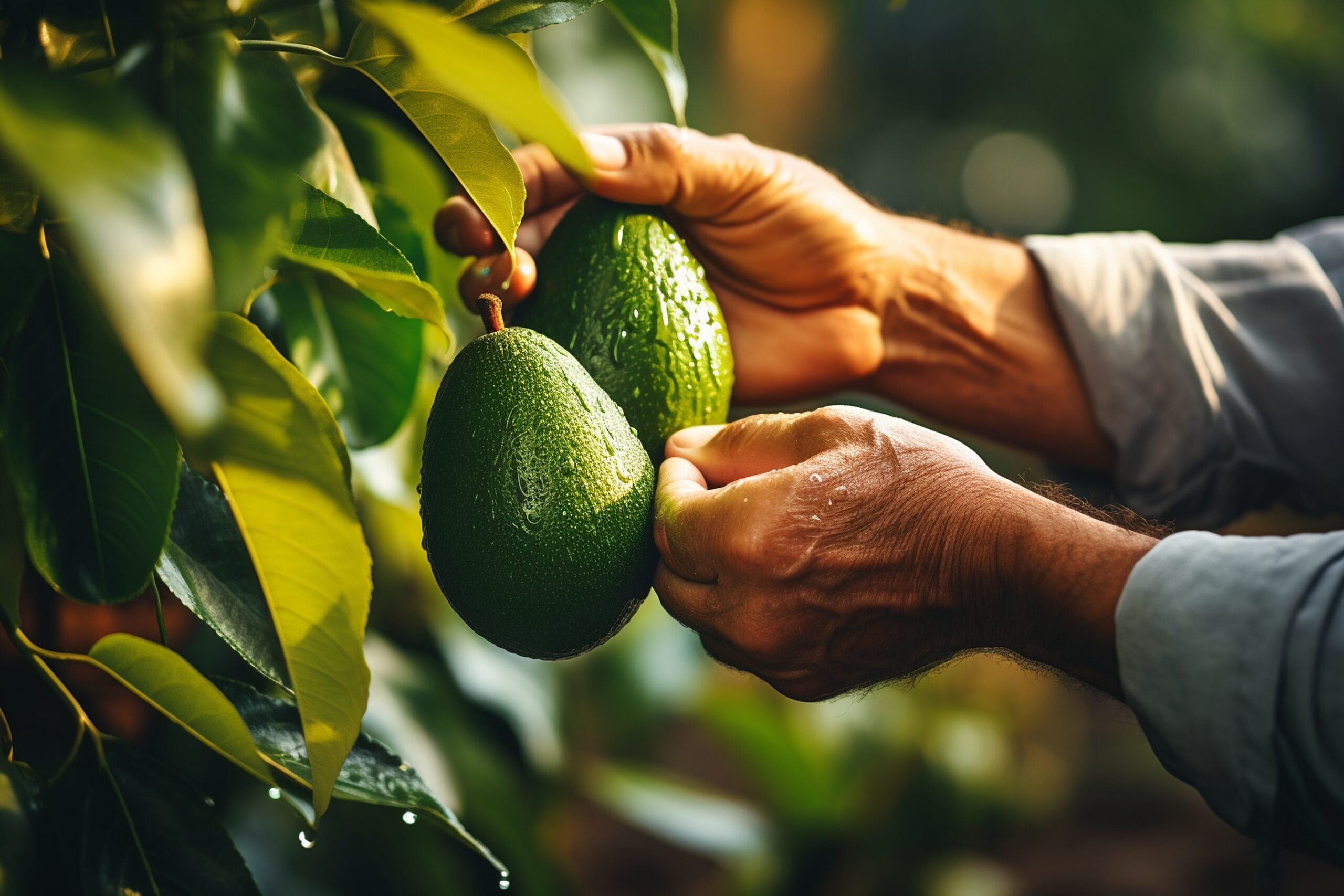 Produtor colhendo abacates maduros no pomar durante a safra.