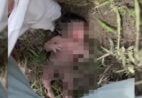 VÍDEO | Recém-nascida é encontrada abandonada em área de mata em cidade do ES