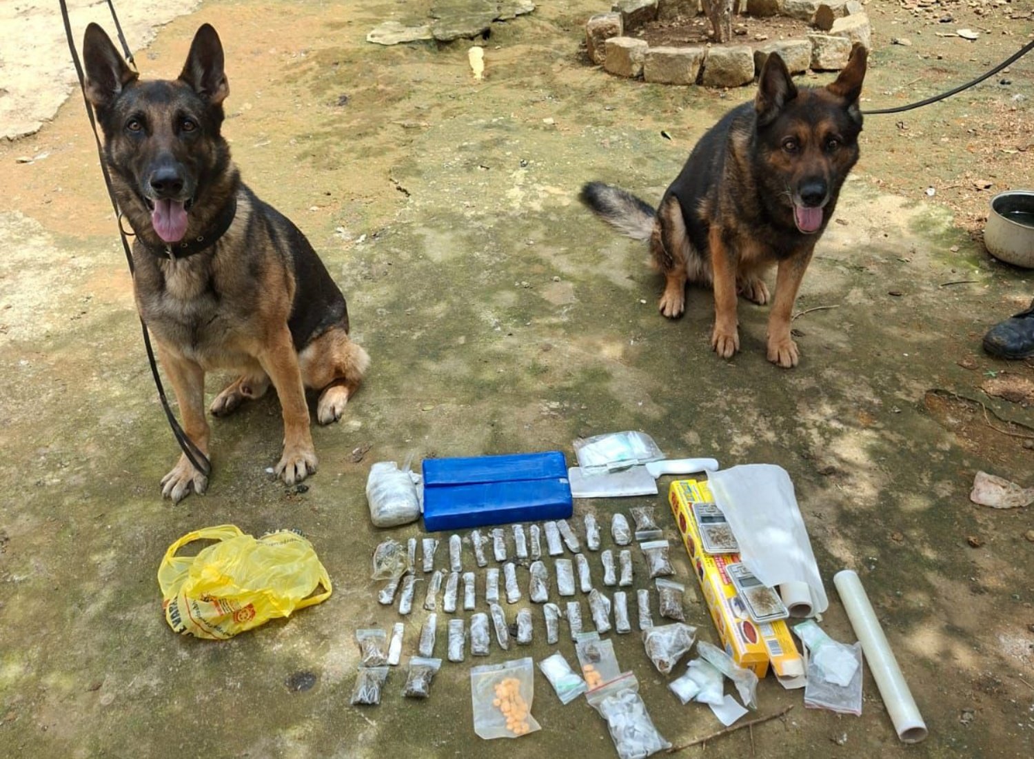 cães da polícia penal