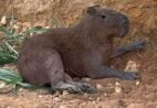 Capivara resgatada após cair de penhasco enquanto fugia de cachorros em Cachoeiro