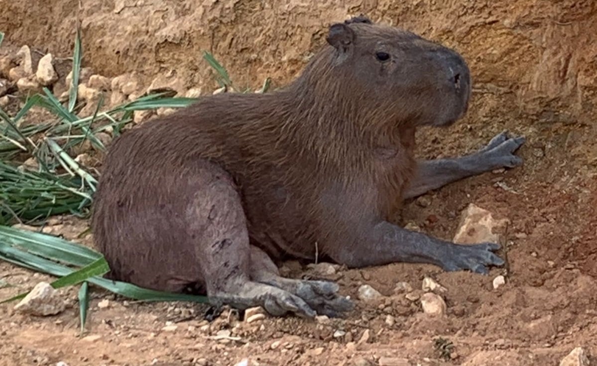 Capivara deitada no chão sem poder se movimentar após cair de um penhasco.