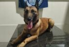 Loki, cão da Guarda Municipal, encontra drogas em casca de coco em Marataízes