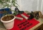 Força Tática encontra maconha em Castelo após ação com cão policial