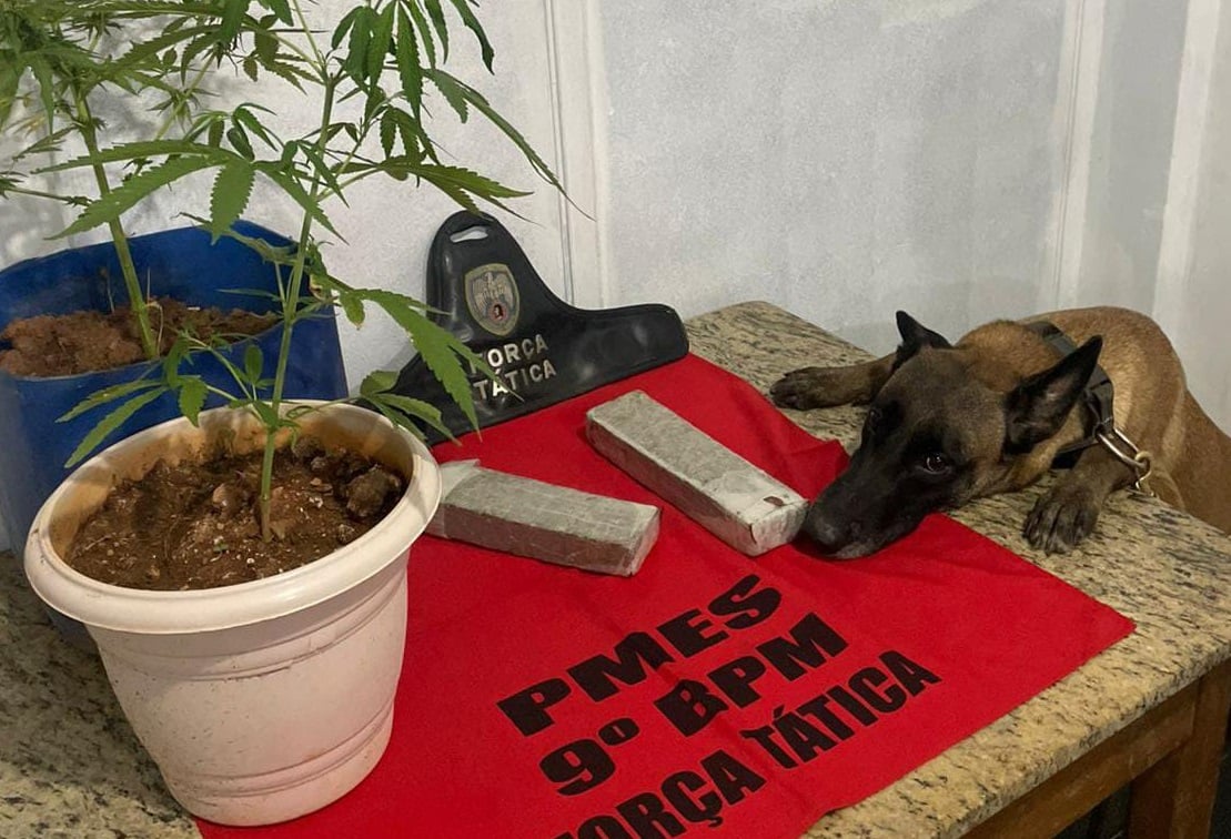 Cão policial da Força Tática aparece ao lado de dois tabletes de maconha e duas plantas de maconha em vasos, todos apreendidos durante operação do 9º BPM em Castelo.