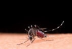 Brasil intensifica combate à dengue, zika e chikungunya
