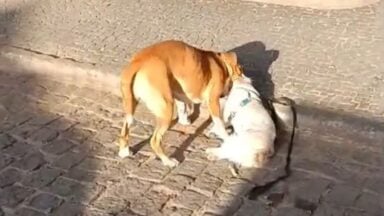 CPI confirma negligência após cão ser atacado por pitbulls em Alegre