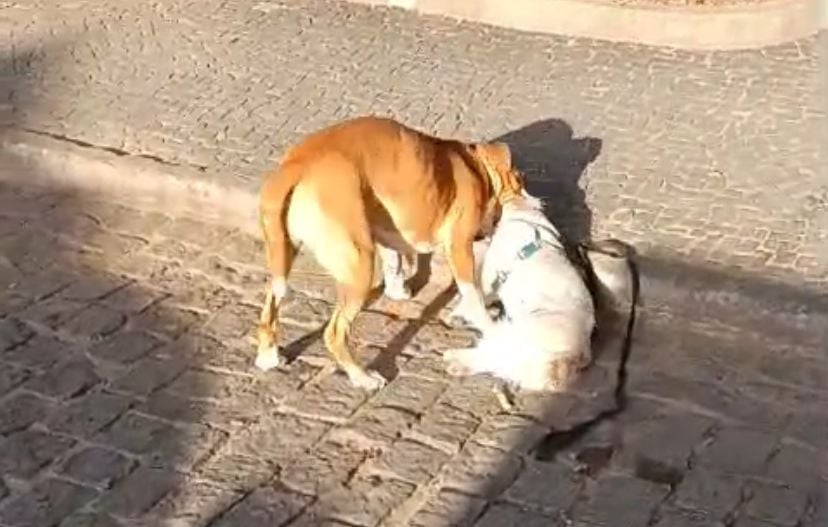 Imagem de pitbull atacando cão de pequeno porte em Alegre.