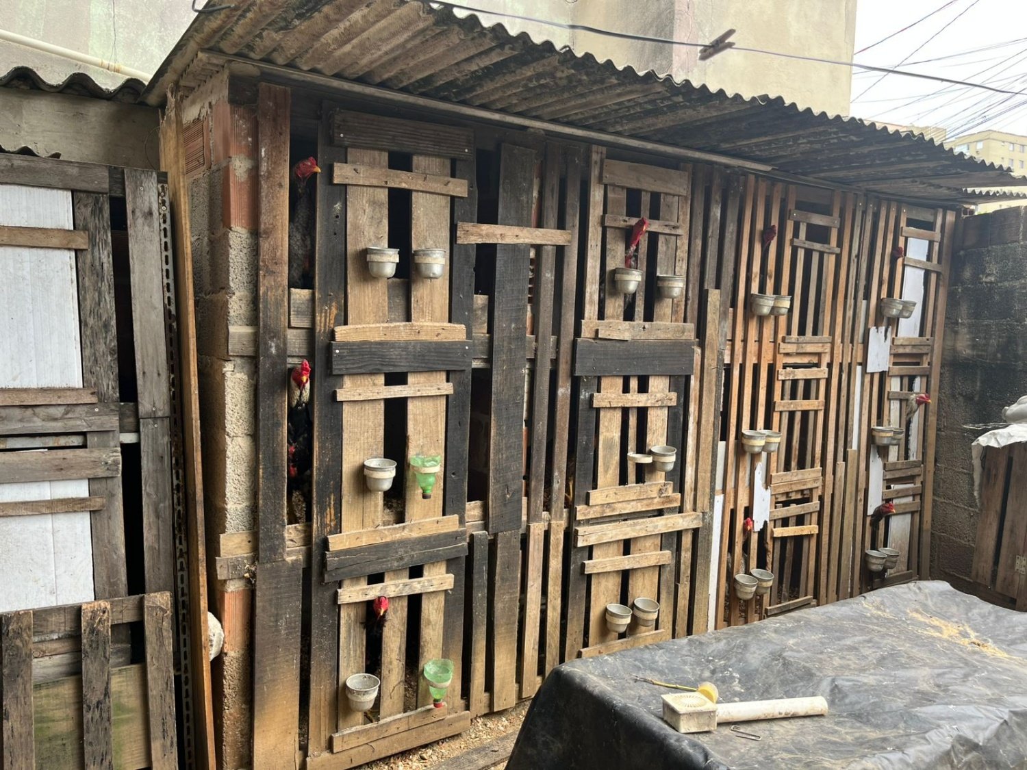 rinha de galos vila velha