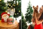 Panetone para pets? Confeitaria de Cachoeiro lança “Ceia de Natal” exclusiva para cães e gatos