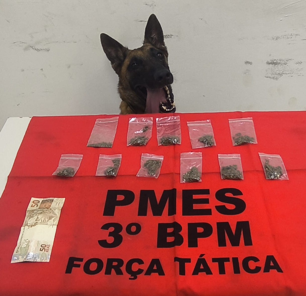 Imagem retrata cão policial ao lado de mesa com drogas apreendidas pela Polícia Militar